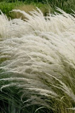 Peruvian Feather Grass (Stipa Ichu) - 1 Gallon Pot -Garden Care stipa ichu peruvian feather grass 7