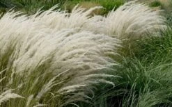 Peruvian Feather Grass (Stipa Ichu) - 1 Gallon Pot -Garden Care stipa ichu peruvian feather grass 8