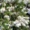 Fragrant Fountain Weeping Japanese Snowbell Tree - 1 Gallon Pot