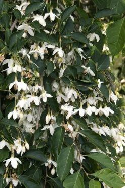 Fragrant Fountain Weeping Japanese Snowbell Tree - 1 Gallon Pot 17 Fragrant Fountain Weeping Japanese Snowbell Tree - 1 Gallon Pot -Garden Care styrax japonica fragrant fountain weeping japanese snowbell tree 4