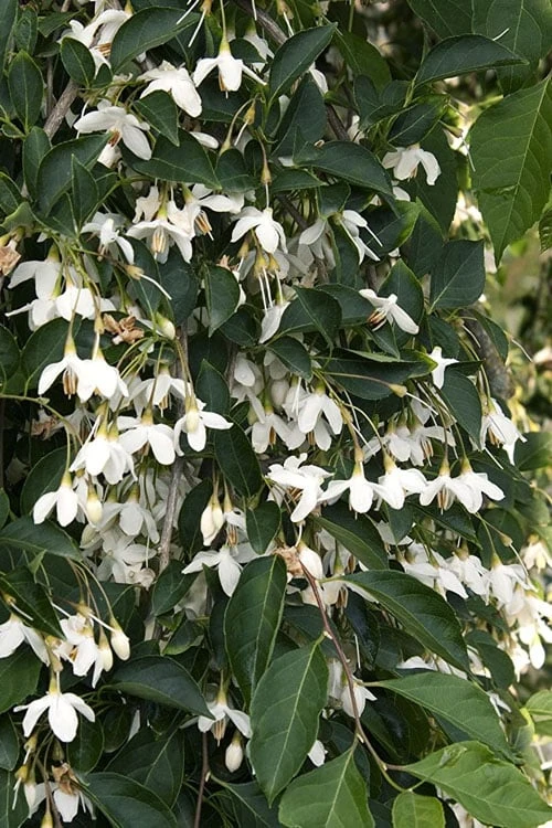 Fragrant Fountain Weeping Japanese Snowbell Tree - 1 Gallon Pot 9 Fragrant Fountain Weeping Japanese Snowbell Tree - 1 Gallon Pot - Image 9