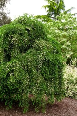 Fragrant Fountain Weeping Japanese Snowbell Tree - 1 Gallon Pot 14 Fragrant Fountain Weeping Japanese Snowbell Tree - 1 Gallon Pot -Garden Care styrax japonica fragrant fountain weeping japanese snowbell tree 5