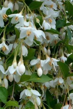Fragrant Fountain Weeping Japanese Snowbell Tree - 1 Gallon Pot 15 Fragrant Fountain Weeping Japanese Snowbell Tree - 1 Gallon Pot -Garden Care styrax japonica fragrant fountain weeping japanese snowbell tree 6