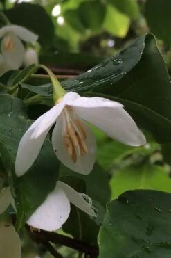 Fragrant Fountain Weeping Japanese Snowbell Tree - 1 Gallon Pot 16 Fragrant Fountain Weeping Japanese Snowbell Tree - 1 Gallon Pot -Garden Care styrax japonica fragrant fountain weeping japanese snowbell tree 7