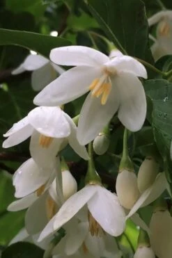Fragrant Fountain Weeping Japanese Snowbell Tree - 1 Gallon Pot 13 Fragrant Fountain Weeping Japanese Snowbell Tree - 1 Gallon Pot -Garden Care styrax japonica fragrant fountain weeping japanese snowbell tree 8