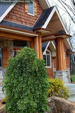 Fragrant Fountain Weeping Japanese Snowbell Tree - 1 Gallon Pot 12 Fragrant Fountain Weeping Japanese Snowbell Tree - 1 Gallon Pot -Garden Care styrax japonica fragrant fountain weeping japanese snowbell tree 9