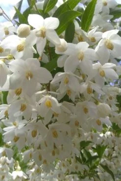 Japanese Snowbell Tree (Styrax) - 5 Gallon Pot -Garden Care styrax japonicus japanese snowbell tree 2