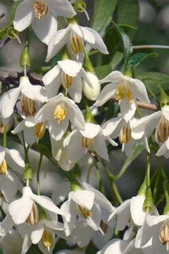 Japanese Snowbell Tree (Styrax) - 5 Gallon Pot -Garden Care styrax japonicus japanese snowbell tree 7