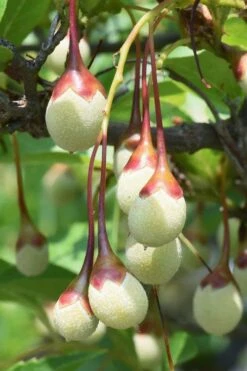 Japanese Snowbell Tree (Styrax) - 5 Gallon Pot -Garden Care styrax japonicus japanese snowbell tree 8