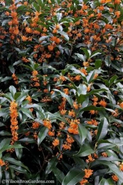 Fragrant Orange Tea Olive - Osmanthus Fragrans Aurantiacus - 1 Gallon Pot -Garden Care tea olive orange 103