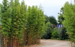 Temple Bamboo (Semiarundinaria Fastuosa) - 3 Gallon Pot (4-6'+) -Garden Care temple bamboo