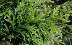 Green Giant Arborvitae (Thuja) - 5 Gallon Pot 10 Green Giant Arborvitae (Thuja) - 5 Gallon Pot -Garden Care thuja green giant arborvitae 102 1