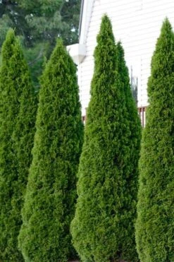 Emerald Green Arborvitae - 5 Gallon Pot 14 Emerald Green Arborvitae - 5 Gallon Pot -Garden Care thuja occidentalis emerald green arborvitae 101