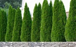 Emerald Green Arborvitae - 1 Gallon Pot -Garden Care thuja occidentalis emerald green arborvitae 102 1