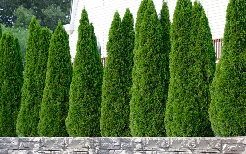 Emerald Green Arborvitae - 5 Gallon Pot 5 Emerald Green Arborvitae - 5 Gallon Pot - Image 5