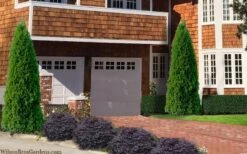 Emerald Green Arborvitae - 1 Gallon Pot -Garden Care thuja occidentalis emerald green arborvitae 106 1