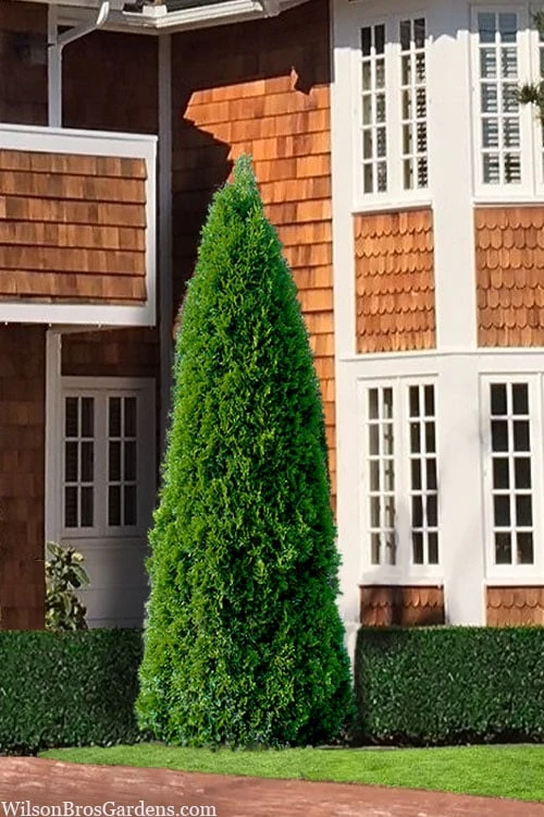 Emerald Green Arborvitae - 5 Gallon Pot 1 Emerald Green Arborvitae - 5 Gallon Pot