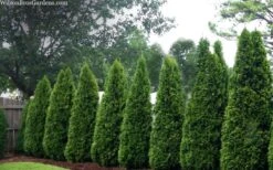 Emerald Green Arborvitae - 1 Gallon Pot -Garden Care thuja occidentalis emerald green arborvitae 109 1