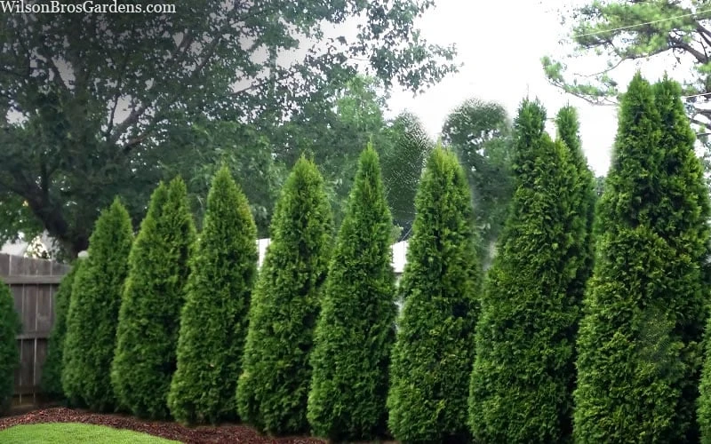 Emerald Green Arborvitae - 5 Gallon Pot 6 Emerald Green Arborvitae - 5 Gallon Pot - Image 6