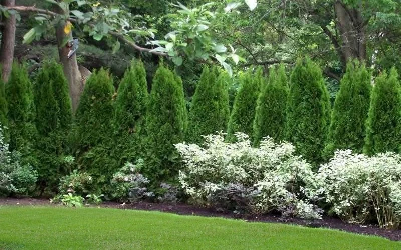 Emerald Green Arborvitae - 5 Gallon Pot 8 Emerald Green Arborvitae - 5 Gallon Pot - Image 8
