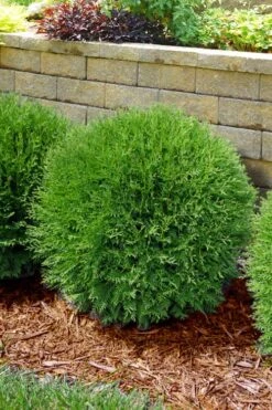 Planet Earth Arborvitae - 3 Gallon Pot -Garden Care thuja occidentalis planet earth arborvitae 4