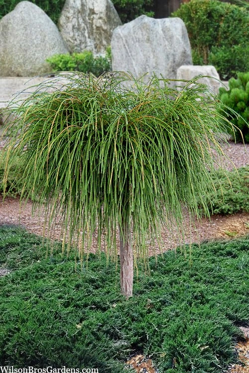 Whipcord Arborvitae (Single Trunk Topiary Tree) - 2 Gallon Pot 1 Whipcord Arborvitae (Single Trunk Topiary Tree) - 2 Gallon Pot