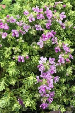 Highland Cream Creeping Thyme - 5 Pack Of Quart Pots -Garden Care thyme highland cream 500x750 1