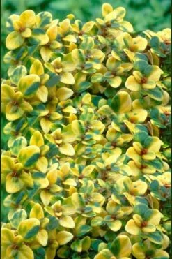 Doone Valley Thyme - 6 Pack Of Pink Pots -Garden Care thymus citriodorus doone valley 2