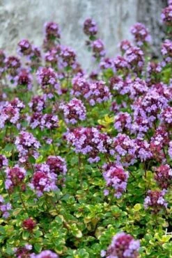 Doone Valley Thyme - 6 Pack Of Pink Pots -Garden Care thymus citriodorus doone valley 3