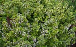 Golden Lemon Thyme (Thymus Citriodorus 'Aurea') - 6 Pack Of Pint Pots -Garden Care thymus citriodorus golden lemon thyme 4