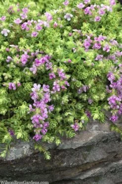 Highland Cream Creeping Thyme - 5 Pack Of Quart Pots -Garden Care thymus praecox highland creeping thyme 1