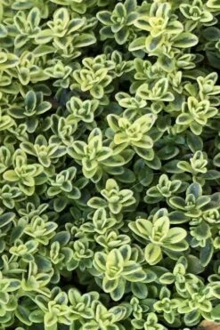 Highland Cream Creeping Thyme - 5 Pack Of Quart Pots -Garden Care thymus praecox highland creeping thyme 4