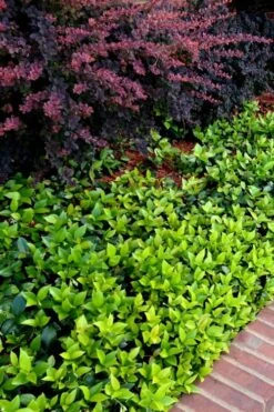 Asian Jasmine - Asiatic Jasmine - 1 Gallon Pot -Garden Care trachelospermum asiaticum asian jasmine 2 1