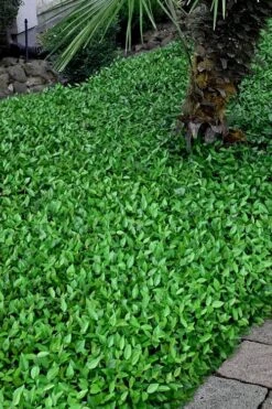 Asian Jasmine - Asiatic Jasmine - 1 Gallon Pot -Garden Care trachelospermum asiaticum asian jasmine 3 1