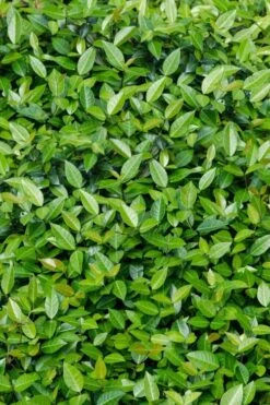 Asian Jasmine - Asiatic Jasmine - 18 Count Flat Of Pint Pots -Garden Care trachelospermum asiaticum asian jasmine 6 2