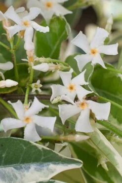Variegated Confederate Jasmine - Trachelospermum Jasminoides - 6 Pack Of 1 Gallon Pots -Garden Care trachelospermum jasminoides variegatum confederate jasmine 1