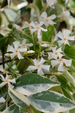 Variegated Confederate Jasmine - Trachelospermum Jasminoides - 6 Pack Of 1 Gallon Pots -Garden Care trachelospermum jasminoides variegatum confederate jasmine 2