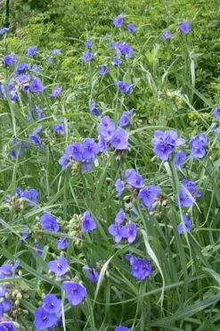 Ohio Blue Jacket Spiderwort (Tradescantia Ohiensis) - 1 Gallon Pot -Garden Care tradescantia ohiensis ohio spiderwort 3