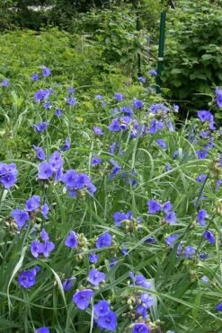 Ohio Blue Jacket Spiderwort (Tradescantia Ohiensis) - 1 Gallon Pot -Garden Care tradescantia ohiensis ohio spiderwort 4