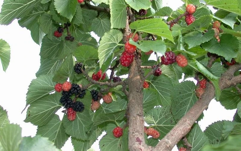 Red Mulberry Tree (Morus Rubra) - 3 Gallon Pot 8 Red Mulberry Tree (Morus Rubra) - 3 Gallon Pot - Image 8