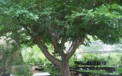 Red Mulberry Tree (Morus Rubra) - 3 Gallon Pot 17 Red Mulberry Tree (Morus Rubra) - 3 Gallon Pot -Garden Care tree red mulberry 3 800x500 1