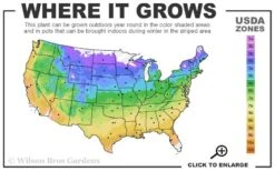 Sally Clematis - 1 Gallon Pot -Garden Care usda zone map 13