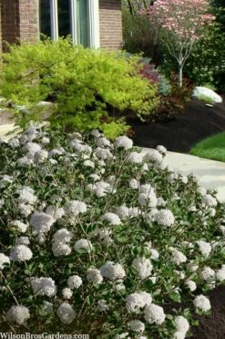 Spice Baby Koreanspice Viburnum - 1 Gallon Pot -Garden Care viburnum carleseii spice baby 7