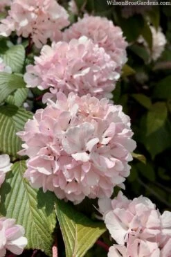 Kern's Pink Snowball Viburnum Bush - 2 Gallon Pot -Garden Care viburnum plicatum kerns pink snowball 3