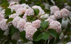 Kern's Pink Snowball Viburnum Bush - 2 Gallon Pot -Garden Care viburnum plicatum kerns pink snowball 7
