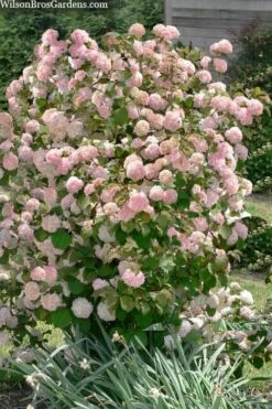Kern's Pink Snowball Viburnum Bush - 2 Gallon Pot -Garden Care viburnum plicatum kerns pink snowball 9