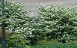 Japanese Doublefile Viburnum - 2 Gallon Pot -Garden Care viburnum plicatum tomentosum japanese doublefile 1