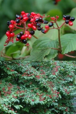 Japanese Doublefile Viburnum - 2 Gallon Pot -Garden Care viburnum plicatum tomentosum japanese doublefile 2