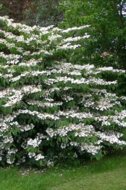 Japanese Doublefile Viburnum - 2 Gallon Pot -Garden Care viburnum plicatum tomentosum japanese doublefile 5