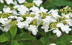 Japanese Doublefile Viburnum - 2 Gallon Pot -Garden Care viburnum plicatum tomentosum japanese doublefile 6